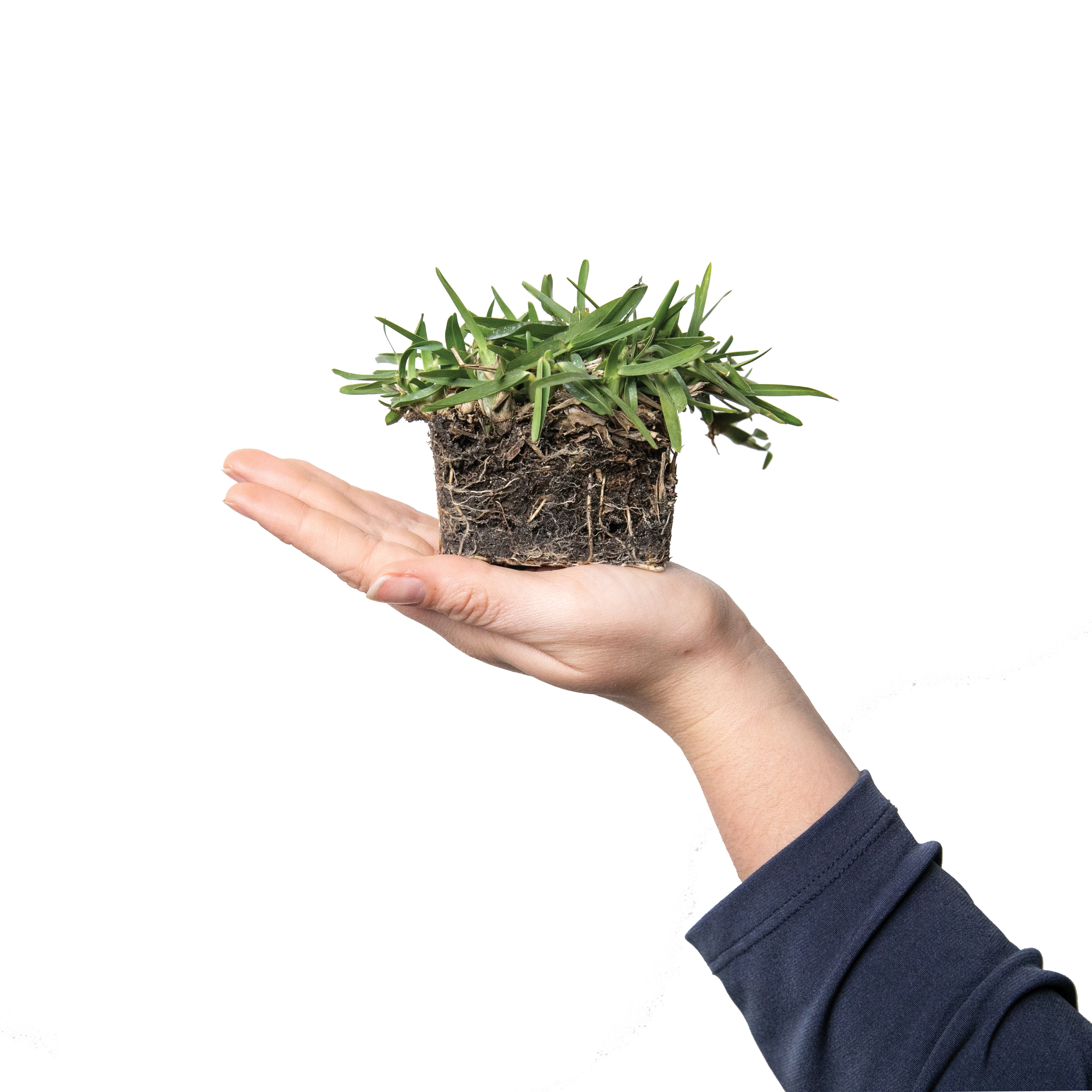 Sod Pods Grass St Augustine CitraBlue Grass Plug, Drought Resistant