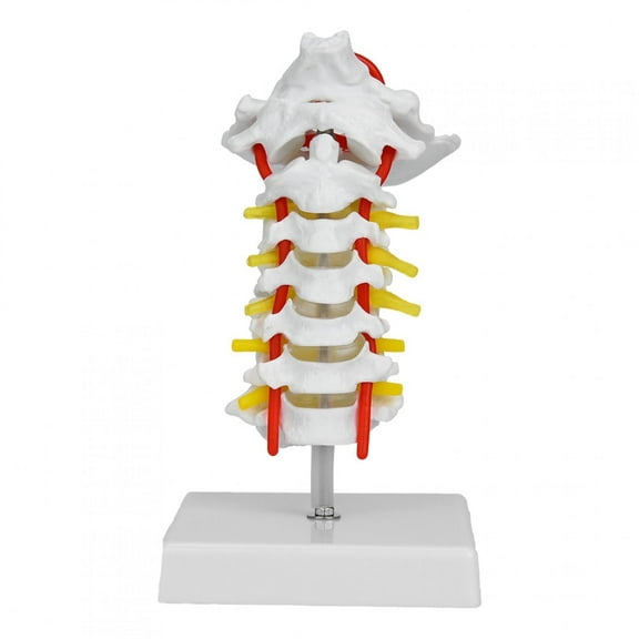 Human Spine Model, Flexible Spine Model,Human Cervical Vertebra Arteria Spine Spinal Nerves Anatomical Model Anatomy for Medicine, Exhibitions,Teaching Learning