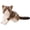 C, variant on Realistic Cat Plush Toy Stuffed Animal, 1-Pack 11.02x6.3 Inch Brown Tabby Kitty, Soft Animal Cushion Birthday Gift for Home Decor, bldnkj