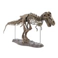 thumbnail image 1 of POINTERTECK Tyrannosaure Rex Squelette Dinosaure T Rex Modèle Animal Jouets Collection Super Décoration; Tyrannosaure Rex Squelette Dinosaure T Rex Modèle Animal Jouets Décoration, 1 of 8