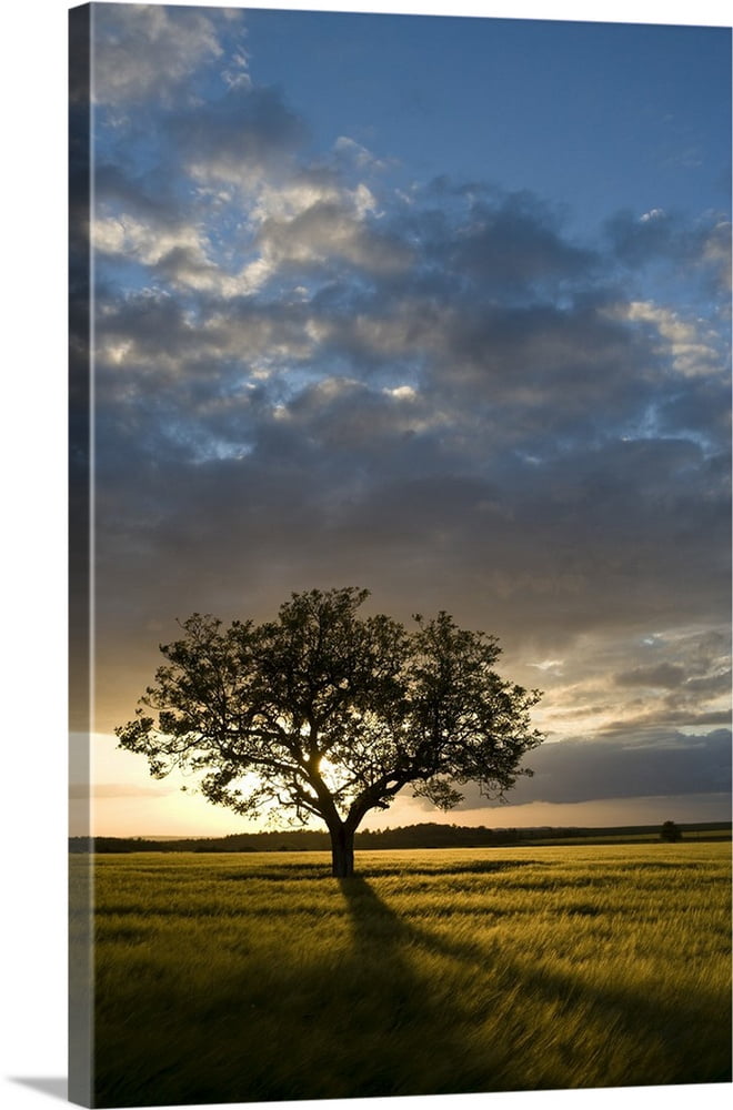 Great BIG Canvas | "Tree in wheat field at sunset, Burgundy, France