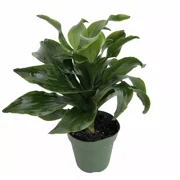 Twister Dragon Tree - Dracaena fragrans - 4" Pot - Easy to Grow House Plant