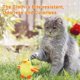 thumbnail image 5 of 2025 Little Yellow Duck Plush Doll Flapping Vibration Cat Interactive Rechargeable, 5 of 5