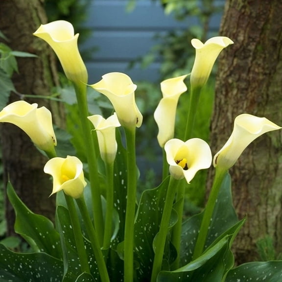 Albomaculata Calla Lilies Flower Bulbs - 3 Lily Bulbs per Pack - Attracts Butterflies and Hummingbirds - Deer Resistant - Good as Cut Flowers - Grows Well In Containers - Perennializing - Live Garden