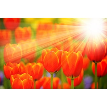 Daydream Tulip Bulbs - 10 Bulbs - Ships from Iowa, USA - Vibrant Orange Tulips, Award Winning