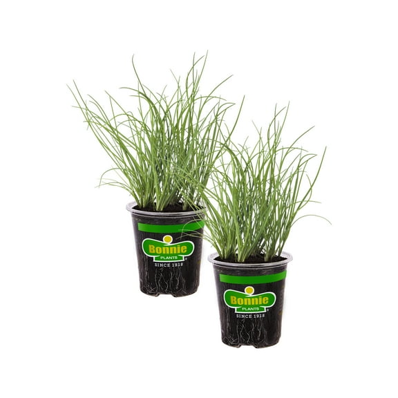 19.3 oz. 2-Pack Bonnie Plants Onion Chives