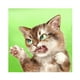 thumbnail image 1 of Cuadros Decorativos Lindo gato divertido Diamante Pintura 5D DIY Taladro redondo completo Imagen JShteea Nuevos Originales, 1 of 9