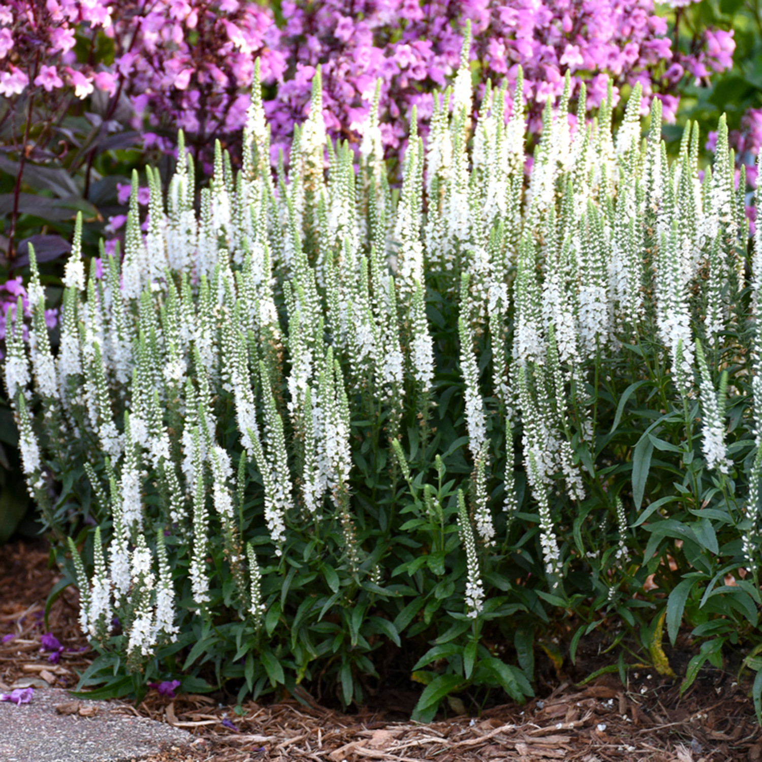 Proven Winners 6" Magic Show 'White Wands' Spike Speedwell Live Plant in 7.5" Pot