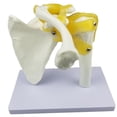 thumbnail image 1 of VONKY Shoulder Joint Human Anatomy Model with Tools Ligaments Functional Style A 1Set, 1 of 6