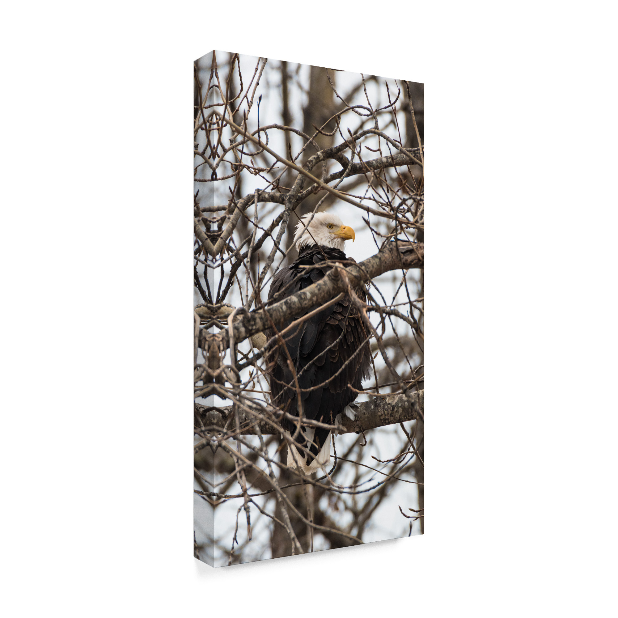 Trademark Fine Art 'Bald Eagle And Trees' Canvas Art by Brenda Petrella Photography Llc