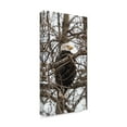 thumbnail image 2 of Trademark Fine Art 'Bald Eagle And Trees' Canvas Art by Brenda Petrella Photography Llc, 2 of 3