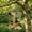 copper, variant on Ground Mounted Bird Feeder, Bird Feeder for Small Birds with Handcrafted Glass, Outdoor Bird Feeder Stake for Garden Lawn Patio 5.5x5.5x2.4 Inch