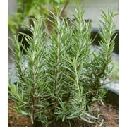 Earthcare Seeds - Rosemary 50 Seeds (Rosmarinus Officinalis) Heirloom - Open Pollinated