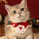 thumbnail image 4 of Mom's Best Collar navideño de punto para gatos, ajustable y desmontable, para perros y gatos pequeños y medianos, cuello de 13 a 19 cm, 4 of 6