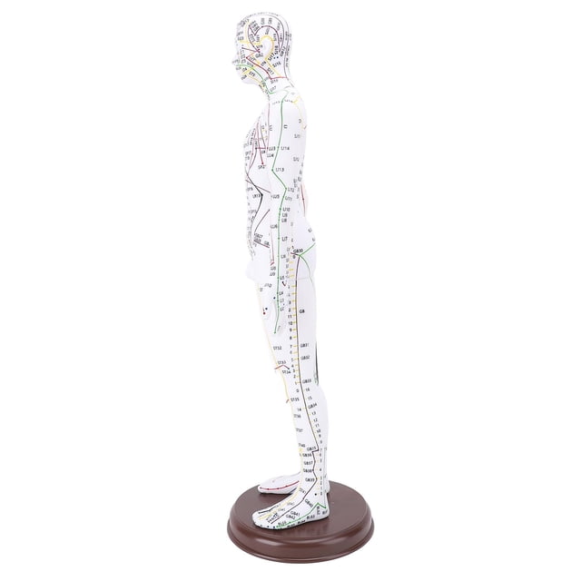Acupuncture Model, 20.47in PVC Human Body Professional Acupuncture Doll with Base for Student Teaching Demonstration, High Definition Engraving