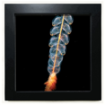 thumbnail image 1 of Ocean medusas ciencia naturaleza foto Mesa de pared con marco cuadrado negro, 1 of 4