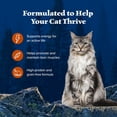 thumbnail image 5 of Blue Buffalo Wilderness Wild Delights Grain Free Wet Cat Food, Chicken & Turkey, 3oz Can, 5 of 12