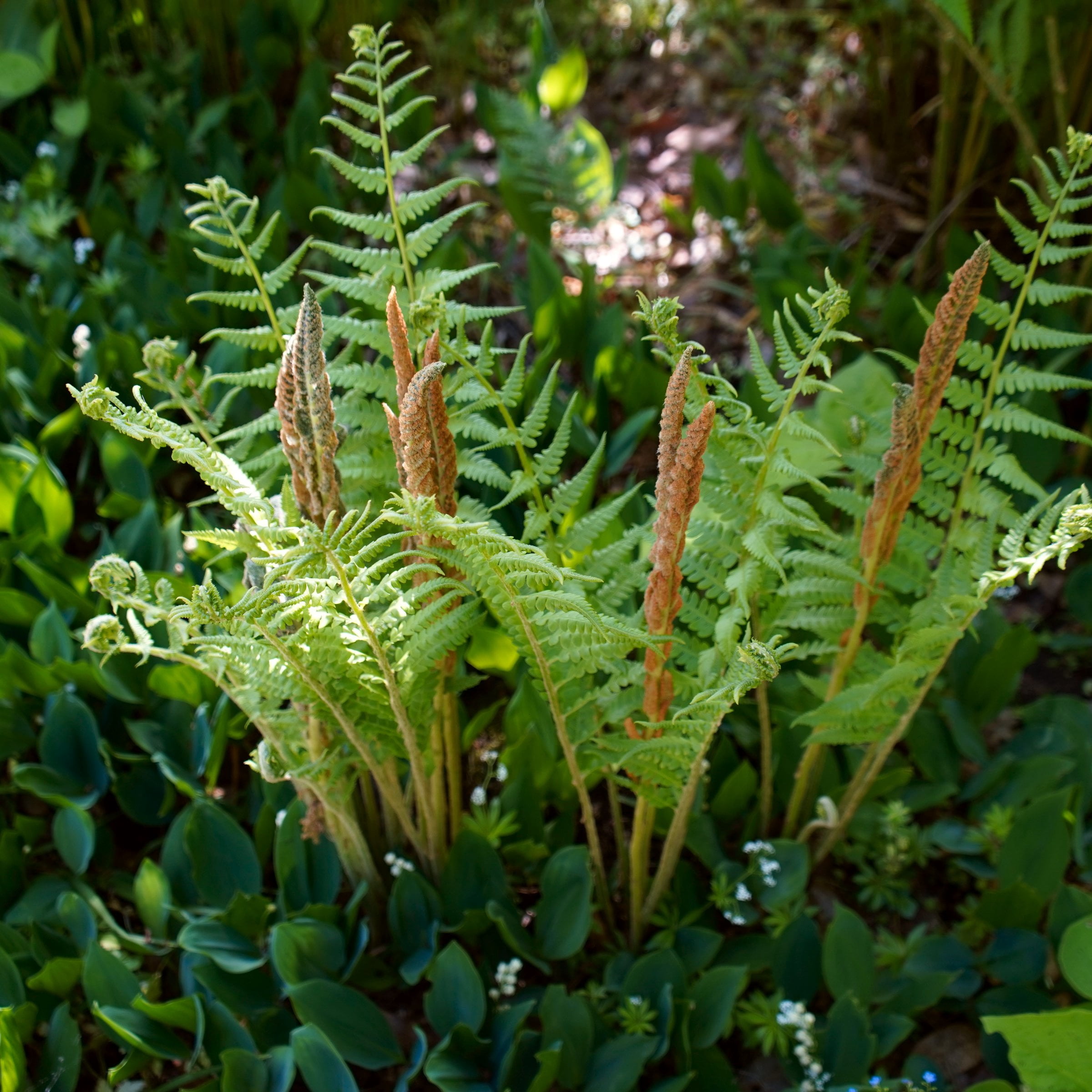 2.5 in Live Perennial Cinnamon Fern - 3 Piece