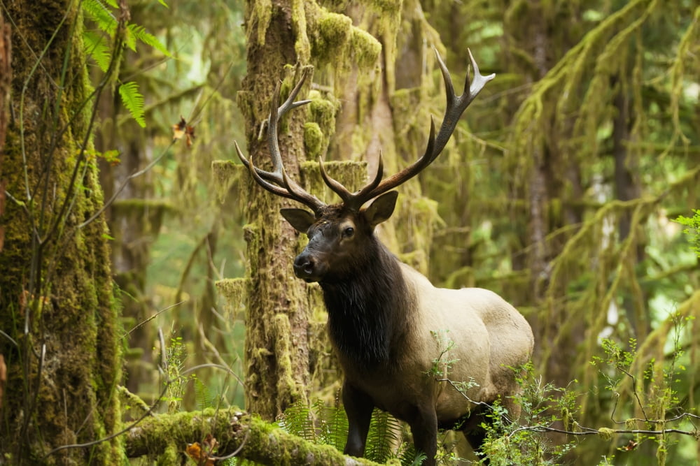 Close up of an bull Roosevelt elk in the Hoh rainforest Olympic