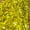 Maize, variant on Stretch Velvet Sequin Fabric, Glitter Spandex Material