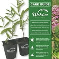 thumbnail image 2 of Pink Milkweed Plant - 3 Live Starter Plants - Asclepias Incarnata - Perennial Florida-Native Wildflower Evergreen, 2 of 6