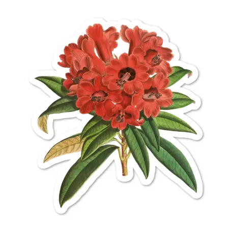 Rhododendron Red Flower Sticker Water Resistant Scrapbooking Laptopphone Decal Water Bottle Stickers Vinyl Stickers For Water Bottles Cars Stickers Water Bottle Stickers For Kids