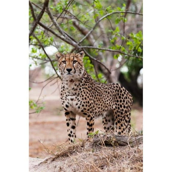 Danita Delimont PDDAF42SPI0099B Cheetah Kapama Game Reserve South Africa Poster Print by Sergio Pitamitz, 11 x 17