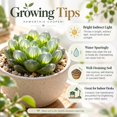 thumbnail image 4 of Succulent Plant Bare Root,Low Maintenance-Decoration, Ideal for Beds Borders, Plant Pots & Planters`, 4 of 7
