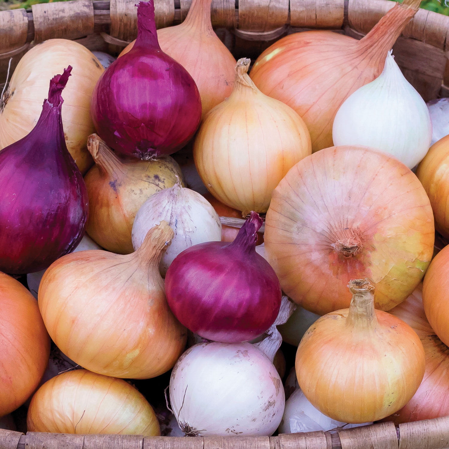 Expert Gardener Multi-Color Onion Harvest Blend Dormant Bulbs (Set of 100)