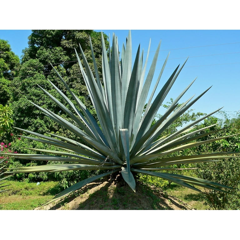 Agave Tequilana Live Medium Size Plant Blue Weber Tequila Succulent Drought  Tolerant Hardy Ornamental Specimen - Walmart.com