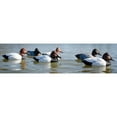 thumbnail image 2 of Higdon Decoys 19635 Standard Canvasback Foam Filled Duck Decoys - Pack of 12, 2 of 3