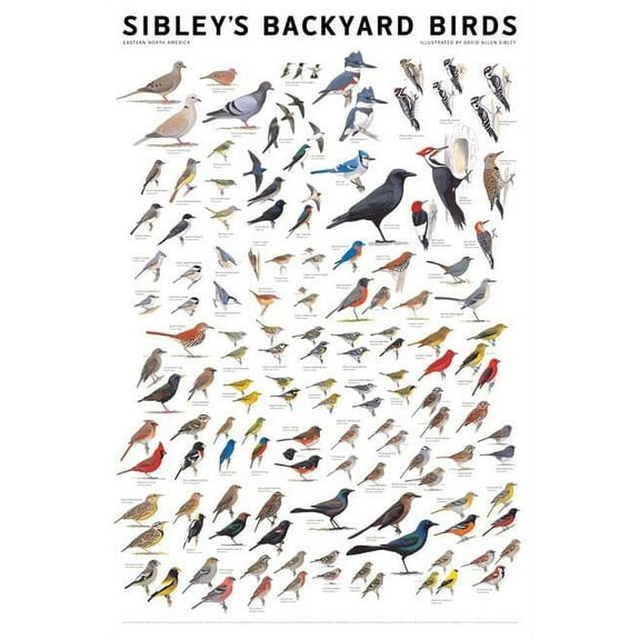 Sibley's Backyard Birds : Eastern North America (Poster)