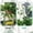 Green, variant on Linnome Wall Ivy Vine Clips Holders 10 20 30 Pieces Clear Plant Support for Pothos Hanging Home Garden Decor Invisible Fixing
