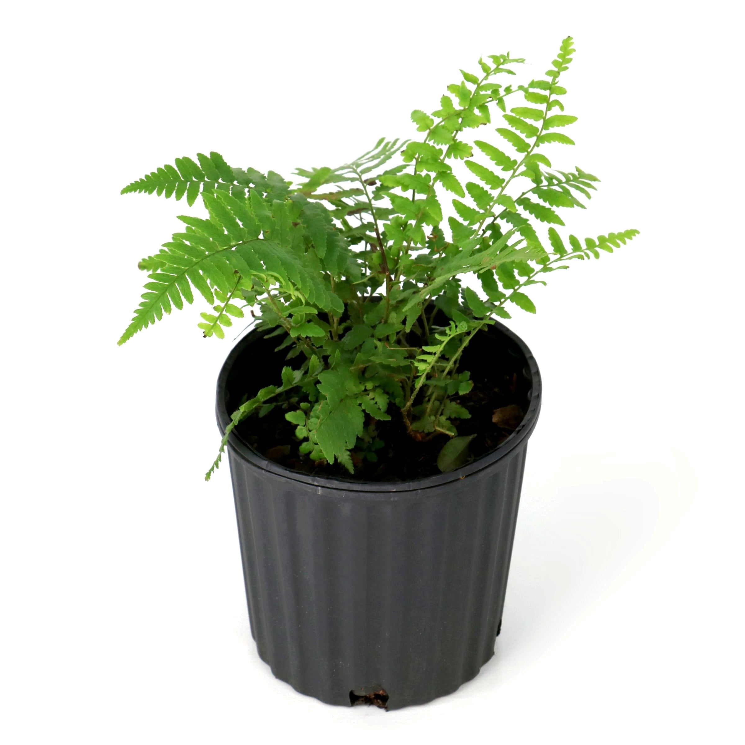 National Plant Network 1 gal. Southern Shield Fern
