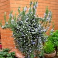 thumbnail image 7 of Rosmarinus prostratus, Trailing, Rosemary - Pot Size: 3.5in - Herbs, 7 of 7
