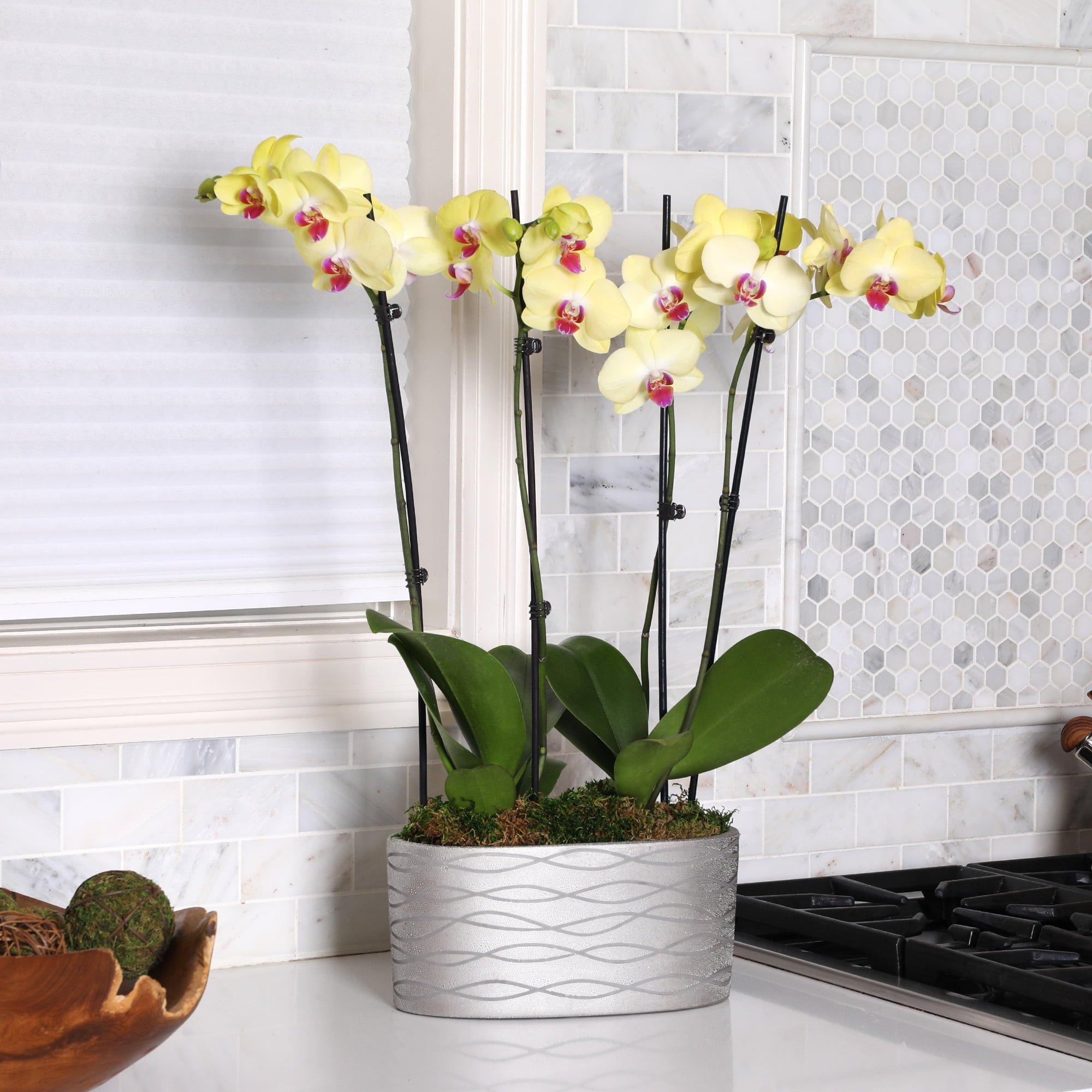 Just Add Ice 16-30" Yellow and Purple Premium Orchid Duo Live Plants in 10" Silver Ceramic Planter, House Plant