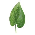 thumbnail image 1 of 11x14 Framed Leaf, 1 of 1