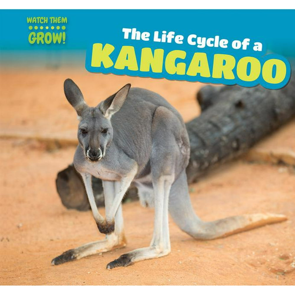 The Life Cycle of a Kangaroo