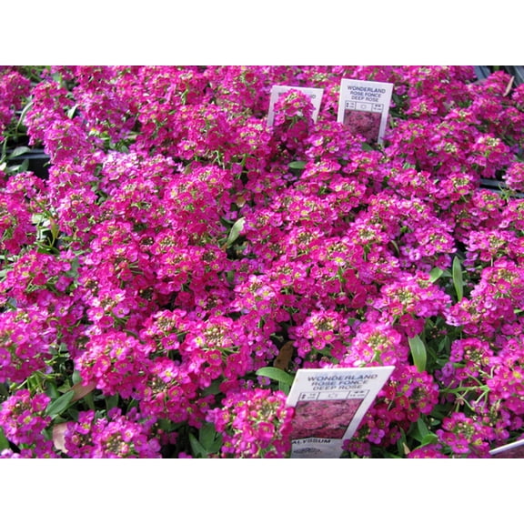 25 Sweet Alyssum Deep Rose Seeds – Tiny Colorful Flower Seeds for Spring & Fall Gardens – Ideal for Pathways, Edges & Hanging Baskets
