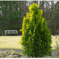 thumbnail image 2 of Berckmans Gold Arborvitae Plant Live for Planting, Thuja Orientalis Plant for Home Garden 4 to 6 Inch Tall in 3 Inch Pot, 2 of 6