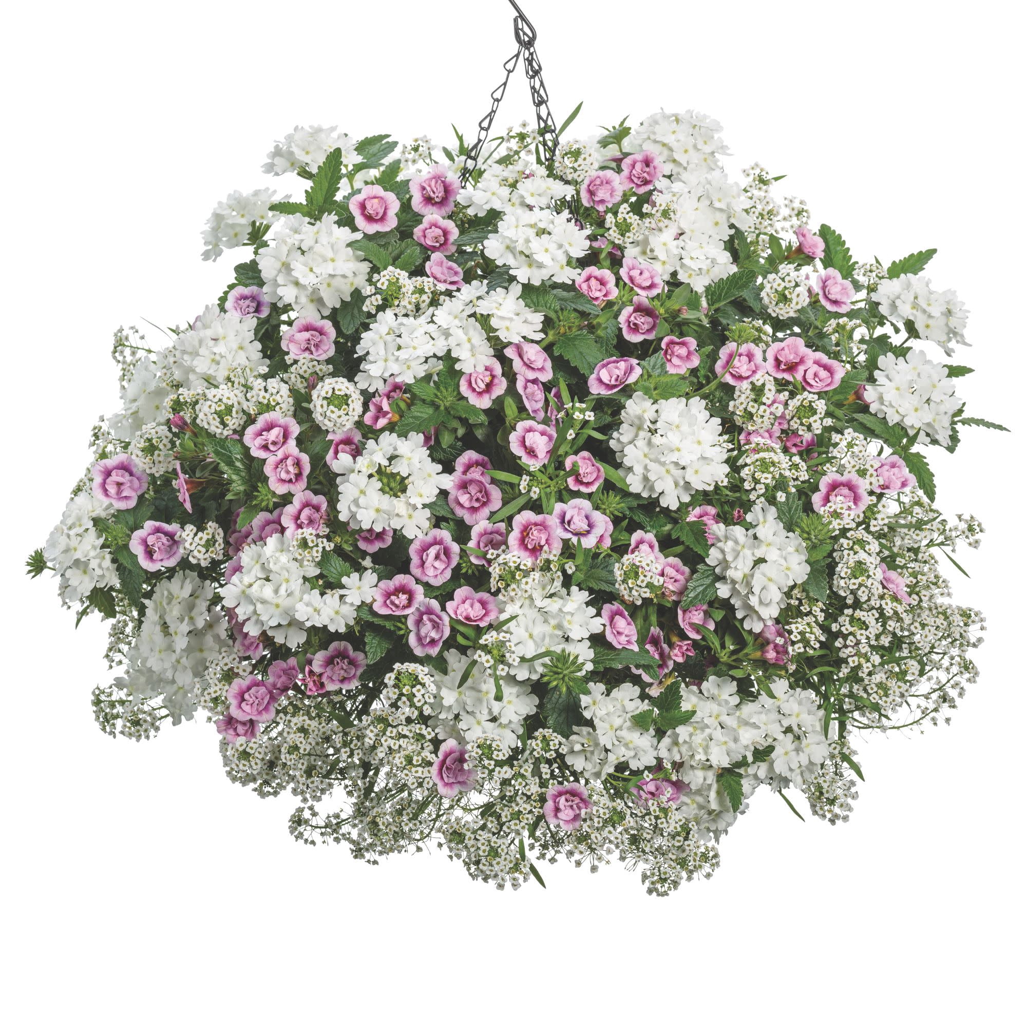 Proven Winners 4" Superbells Double Smitten Pink Calibrachoa Live Plant in 4.25" Pot (4 Count)
