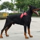 thumbnail image 4 of Arnés de entrenamiento ajustable para perros grandes, chaleco con correa de mano, accesorios para perros, arnés para perros grandes, arnés de entrenamiento ajustable suave, paseo para mascot, 4 of 5