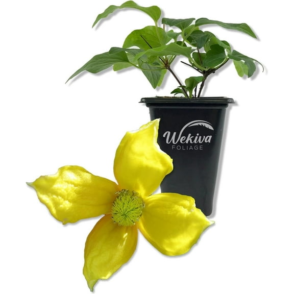Clematis Tangutica - Live Starter Plant in a 2 Inch Growers Pot - Starter Plants Ready for The Garden - Rare Clematis for Collectors