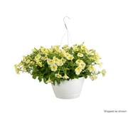 10 in. Supertunia Limoncello Mono Hanging Basket (Petunia) Live Plant, Yellow Flowers