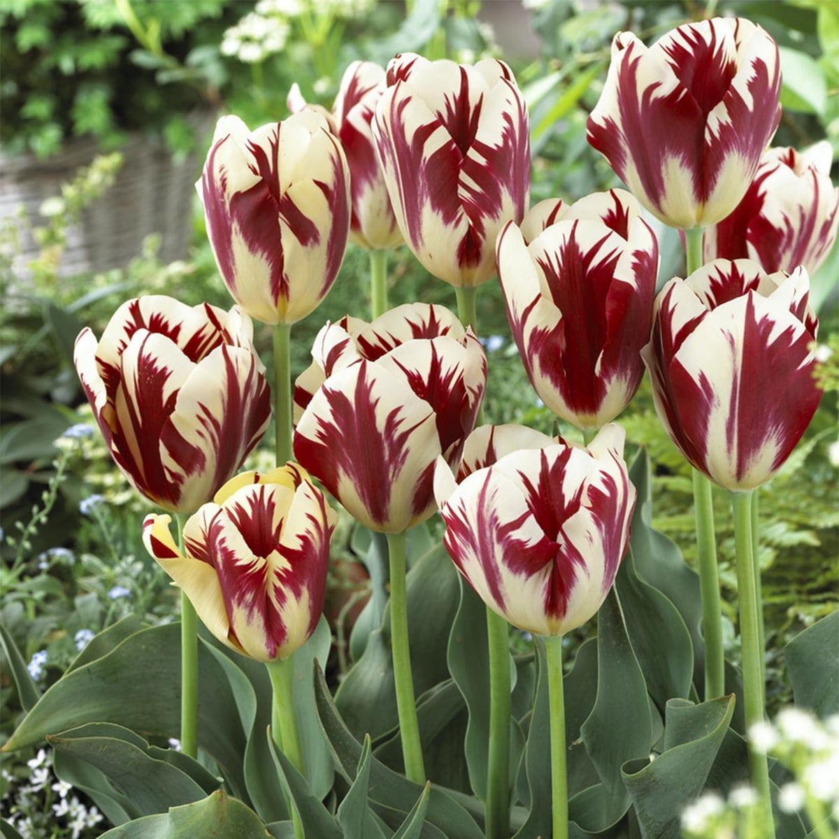 Van Zyverden Tulip Grand Perfection Set of 12 Bulbs Multi-Color Part Sun