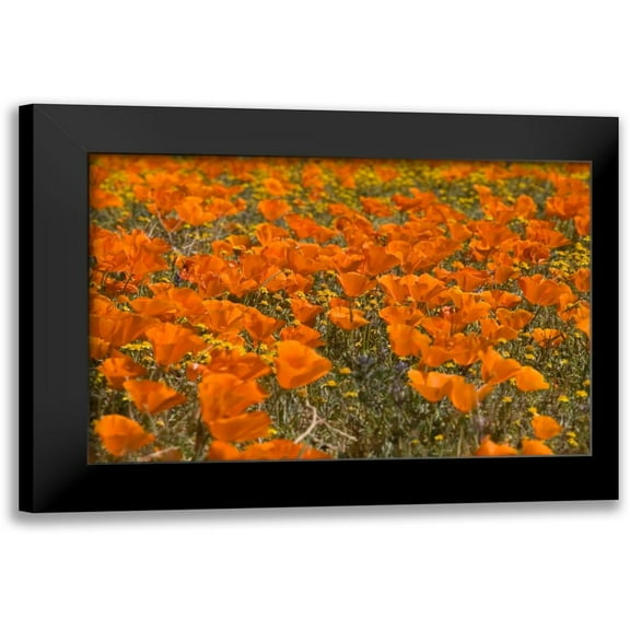 Peterson, Lee 14x11 Black Modern Framed Museum Art Print Titled - California Poppies I