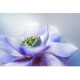 thumbnail image 2 of Parker, Jacky 18x13 Gold Ornate Wood Framed with Double Matting Museum Art Print Titled - Anemone De Caen, 2 of 4