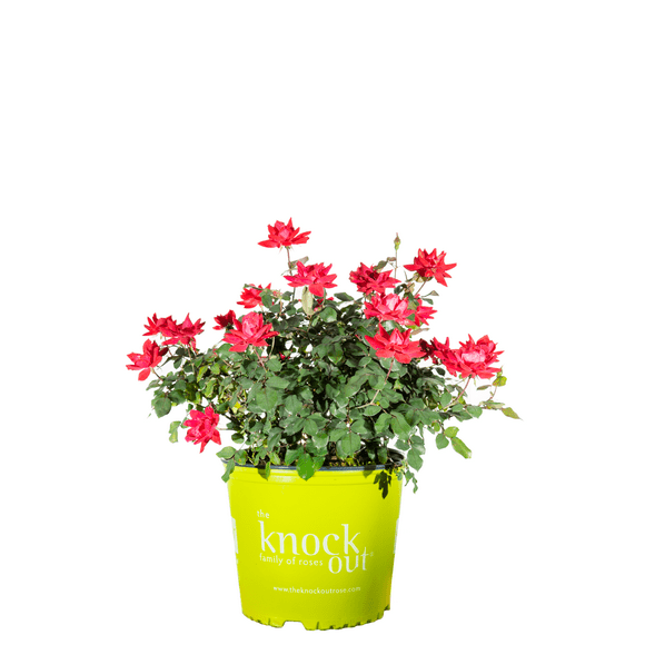 Knockout Roses
