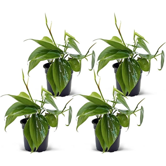 4 Pack Live Heartleaf Green Philodendron, Philodendron Hederaceum, Indoor Potted Vine Houseplant, Christmas Gift, Office Plant, Trailing Gardening Gift, Birthday Gift in 4" Pot
