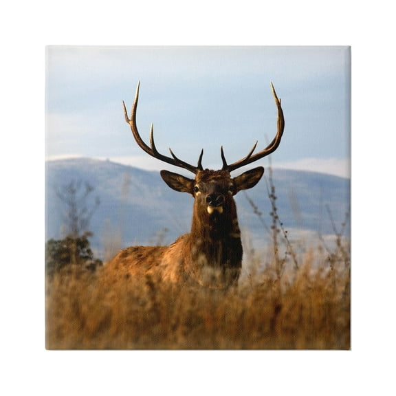 Stupell Industries Buck in Tall Grass Landscape Photograph Gallery Wrapped Canvas Print Wall Art, Design by Danita Delimont